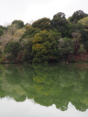 森とリフレクション