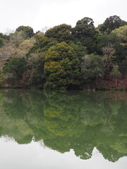 森とリフレクション