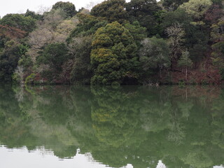 森とリフレクション