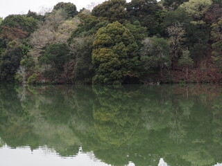 森とリフレクション