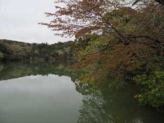 森とリフレクション