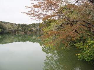 森とリフレクション