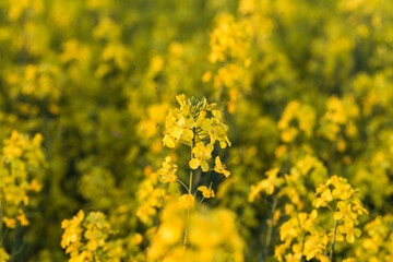 field of rapeseed