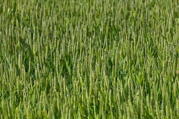 green wheat field