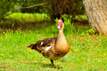 pato criollo (Cairina moschata)