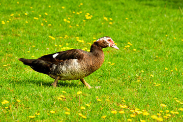 pato criollo (Cairina moschata)