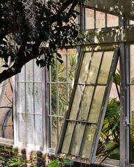 Peeking into a old, tropical greenhouse
