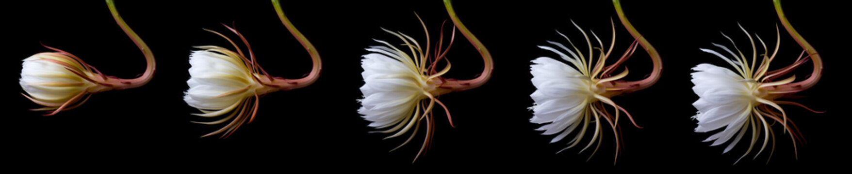 time lapse of night-blooming cereus flower isolated on black background, aka queen of the night, bud to fully bloomed, unique rarely blooms and only at night princess of the night cactus plant
