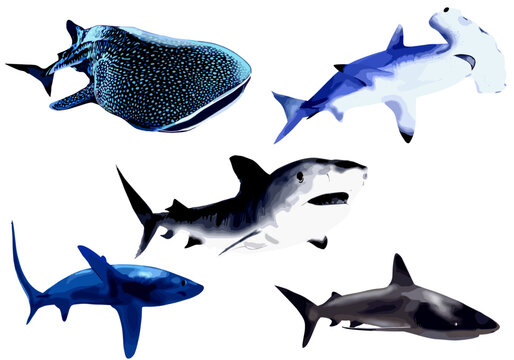 Set of sharks illustration