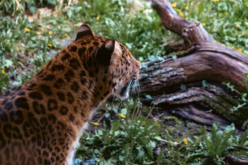 Fototapeta na wymiar Snapshot of a Jaguar Looking at his Prey