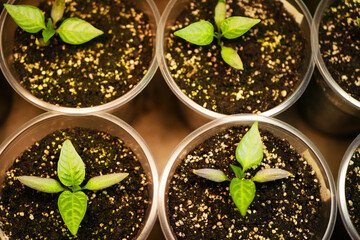 Pepper sprouts growing top view. Summer gardening. Vegetables cultivation 