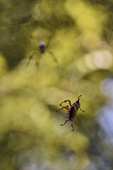 Beetle Trapped in a Banana Spiders Web