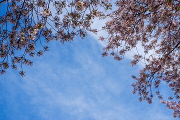 Cherry blossom blooming season.close up on beautiful lovely pink flowers in a public park. concept for natural spring background
