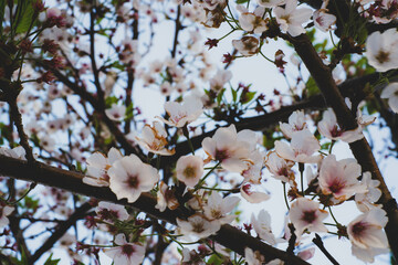 A close-up shot of blooming cherry blossoms on a tree branch