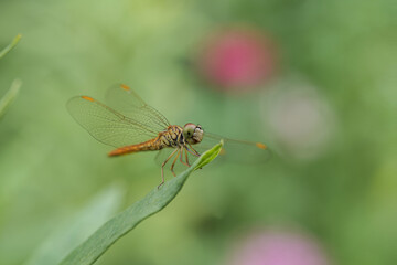 dragonfly