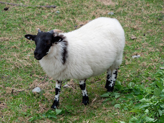 pecore montanare