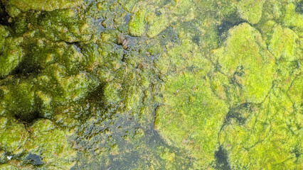 Thread algae on the water in the pond, green floating algae in the pond