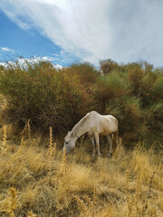 Obraz na płótnie Canvas White horse on the Dry Field eating Grass in a Beautiful day in Los Cahorros, Spain 