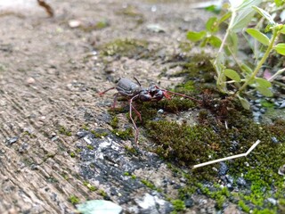Portrait of an insect named ketonggeng or whip scorpion
