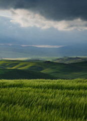 Naklejka premium Tuscany fields in springtime, sunrise foggy mood,, Val d'Orca, Pienza region