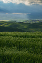 Tuscany fields in springtime, sunrise foggy mood,, Val d'Orca, Pienza region