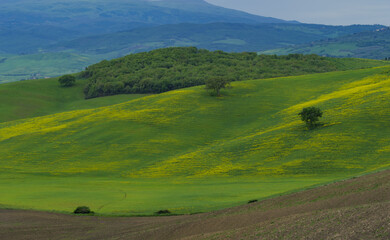 Obraz premium Tuscany fields in springtime, cloudy day mood, Val d'Orca, Pienza region