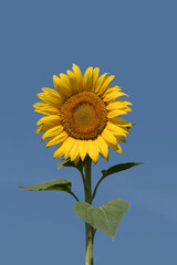 Sunflower (Helianthus annuus)  head in a sunny day