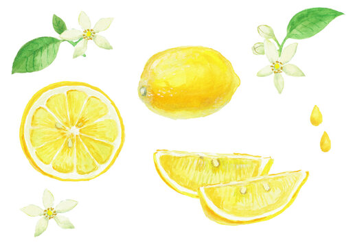 水彩絵の具で描いたリアルなレモンのイラスト