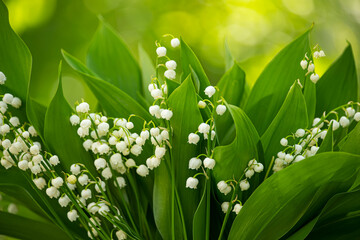 Delicate spring lily of the valley flowers. Close-up.