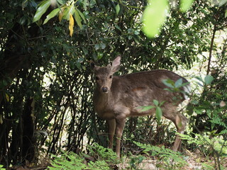 野生のシカ