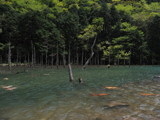 湖と木