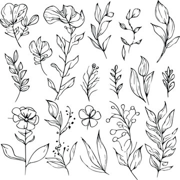 Botanic leaf vector illustration autumn falling leaves sketch hand drawing, isolated image clipart, engraved ink art illustration pencil outline drawing, and set of botanical elements.