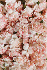 Beautiful pink carnation flowers pattern. Elegant floral composition