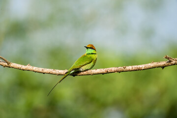 Green Bee-Eater, Little Green bee-eater, Merops Orientalis