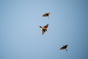 Green Bee-Eater, Little Green bee-eater, Merops Orientalis