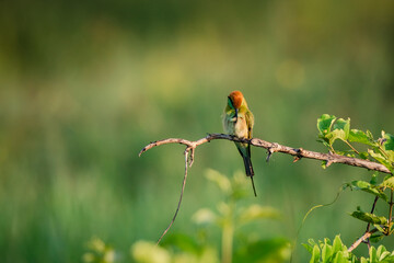 Green Bee-Eater, Little Green bee-eater, Merops Orientalis