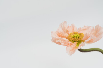 Delicate peach pink poppy flower stem and bud on white background. Aesthetic close up view floral...