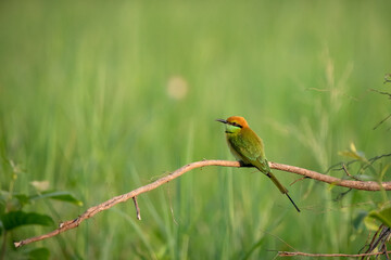 Green Bee-Eater, Little Green bee-eater, Merops Orientalis