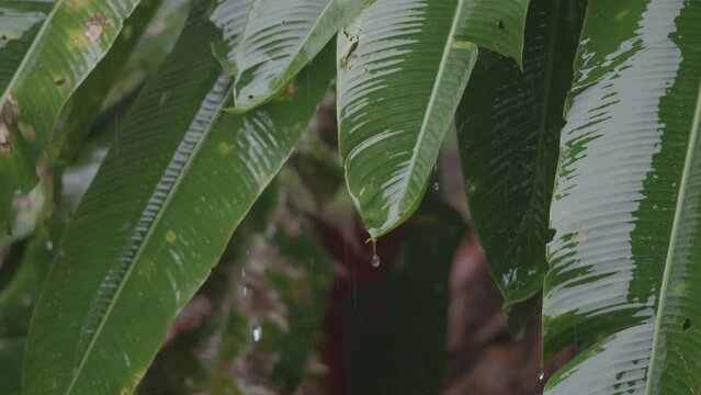Heliconia leaves in a rainstorm in the Amazon rainforest