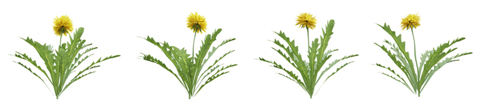 Flowers plant on transparent background, nature meadow, 3d render illustration.