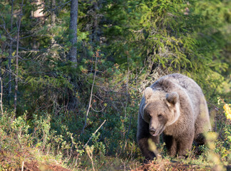 A view of brown bear