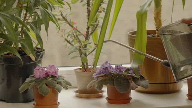 Watering from a watering can of indoor plants on the windowsill