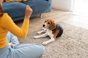 Beagle dog lying on carpet playing with Asian young woman in living room at cozy home. Pet and cute animal concept.