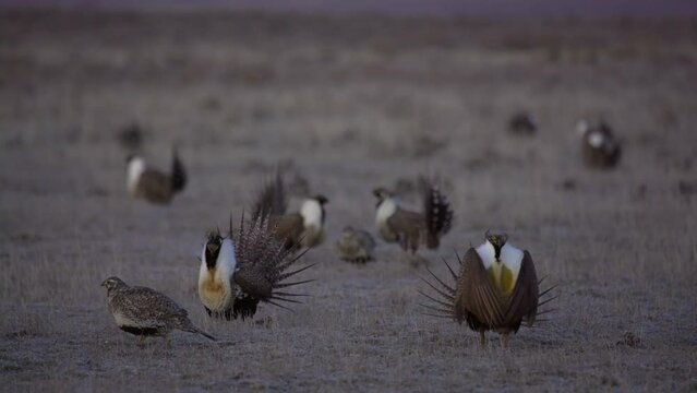 Male sage grouse chases female around breeding lek on cold morning