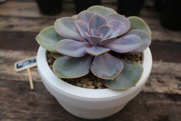 Beautiful succulent pot