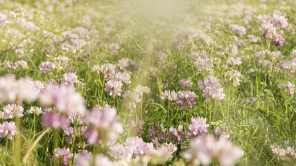 Obraz premium Wild flowers of clover in a meadow nature. Natural summer background with wild flowers of clover in the meadow in the morning sun rays with soft blurred focus. Some flowers blurred in the foreground.