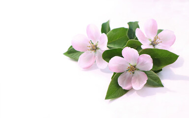 Apple tree flowers on a white background. Spring background.