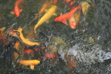 koi fish swimming in the pond