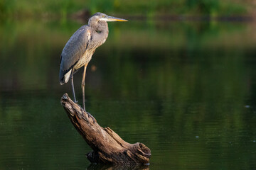 great blue heron perched in a lake 