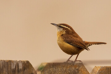 carolina wren perched on a backyard